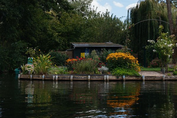Les fleurs les plus simples à cultiver pour des bouquets magnifiques